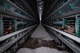 Supermercados Consum se compromete a dejar de vender huevos procedentes de gallinas en jaulas a partir de 2025