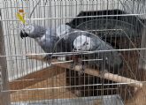 La Guardia Civil desmantela una organización criminal dedicada al robo de aves exóticas