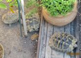 La Guardia Civil se incauta de seis tortugas en un domicilio de Molina de Segura