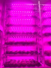 Logran con éxito cultivos verticales de lechuga y albahaca en interior de edificios utilizando lámparas led