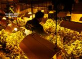 La Guardia Civil desmantela en Murcia un invernadero clandestino de marihuana