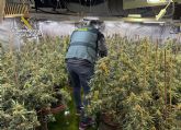 La Guardia Civil desmantela tres invernaderos de marihuana con cerca de 900 plantas en varios chalets de una urbanizacin