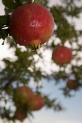 El extracto de granada con alto contenido en punicalagina mejora el rendimiento en ciclistas