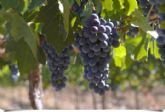 La Ruta del Vino de Yecla se da a conocer al mundo en FITUR