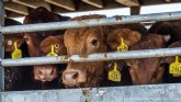 Equalia ONG pide al Gobierno espanol que rechace en Europa el transporte de millones animales vivos fuera de la UE