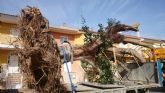 Se traslada un gran ejemplar de Ficus Australis al Jardn Paco Rabal