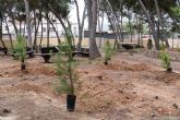 El Ayuntamiento de Cartagena y FCC Business rejuvenecen la pinada de Canteras con la plantación de un centenar de nuevos ejemplares