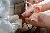 El Ayuntamiento de Lorca aprueba limitar las macrogranjas porcinas