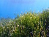 1 de marzo: Día Mundial de los Pastos Marinos