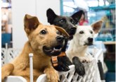 140.000 perros adoptados en 2025: Espana apuesta por la adopci�n responsable y el bienestar animal