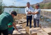 La Regin de Murcia cuenta desde hoy con 20 ejemplares de cerceta pardilla tras la presuelta realizada en la Laguna de Las Moreras