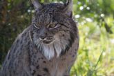 El lince ibrico hembra de Terra Natura Murcia cumple 18 años este domingo