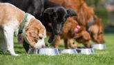 Los 5 alimentos que no debe comer tu perro bajo ning�n concepto (y los 5 que no deben faltar en su plato)
