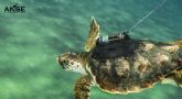 6 meses en la vida de 3 tortugas marinas entre Calblanque y Grecia