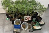 Policía Local de Cartagena halla 20 plantas de marihuana en un local de Barrio Peral