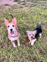 El PSOE exige retomar el proyecto del Centro de Bienestar Animal y denuncia su abandono