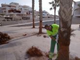 El Ayuntamiento hace lucir sus mejores galas a 200 palmeras washingtonias con un cepillado intensivo