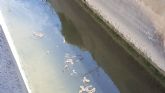 HUERMUR denuncia abundantes vertidos fecales en el agua de riego de la acequia de Zaraiche