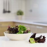 La lechuga se convierte en la verdura ms consumida en privamera