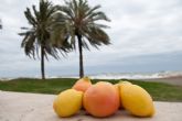 Asaja Murcia valora como 'formidable' el balace de campaña para los productores de limones