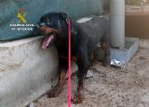 La Guardia Civil rescata 'in extremis' a un perro en estado de abandono de un domicilio de Santomera