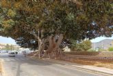 Parques y jardines incrementa el riego de árboles monumentales para evitar caídas de ramas por el calor