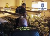 Desmantelan 13 plantaciones de marihuana en el casco antiguo de Mula