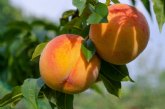 Murcia acoge una coleccin de referencia mundial de melocotoneros con 400 variedades para investigar sobre mejora gentica