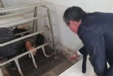 Agricultura impulsa la raza porcina autóctona Chato Murciano en el Cifea de Lorca