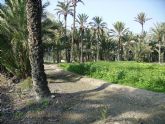 Europa financia un proyecto para la innovacin en el cultivo ecolgico de la palmera datilera