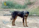 La Guardia Civil relaciona a un matrimonio con un supuesto caso de maltrato animal en una granja de su propiedad