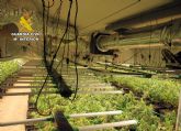 Desmantelan en San Javier un grupo delictivo que cultivaba gran cantidad de marihuana