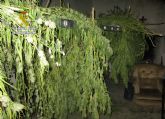 La Guardia Civil desmantela en Jumilla tres inmuebles dedicados al cultivo, secado y distribución de marihuana