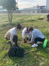 El Ayuntamiento planta 25 nuevos pinos en el entorno de la mota del río con la colaboración del IES Francisco Salzillo