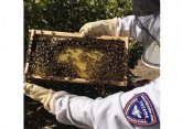 La Unidad de Apicultura de Proteccin Civil de Totana activa el dispositivo de recogida de enjambres de abejas coincidiendo con la floracin primaveral