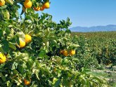 Alcampo refuerza su apuesta por las frutas y verduras de produccin sostenible