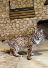 Brisa, la lince ibérica de Terra Natura, cumple 21 a&ntilde;os y se convierte en la segunda más longeva de Espa&ntilde;a