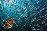 Sustainable Fisheries Partnership (SFP) en colaboración con Purina Europa lanzan un nuevo centro para proteger la vida silvestre en los océanos
