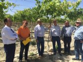El grupo de trabajo de uva de mesa de la comisin de seguros comprueba los daños del pedrisco en fincas de Abarn y Jumilla