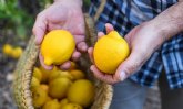 El limn ecolgico est de moda