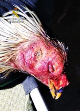 La Guardia Civil desmantela en una nave de Murcia un tentadero ilegal de peleas de gallos