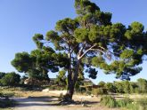 Conservación de siete árboles monumentales en Blanca, Caravaca de la Cruz, Cieza y Murcia