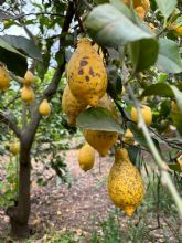 El CGC apoya a la CE y lamenta la 'ofensiva indita' de Sudfrica en la OMC tras tantos y tan graves riesgos en sanidad vegetal