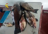 La Guardia Civil desarticula en Cartagena un grupo delictivo de pesca furtiva
