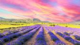 Moratalla celebra la floraci�n de la lavanda con la novedad del Tren de la Floraci�n, as� como diferentes rutas y experiencias sensoriales