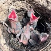 Terra Natura Murcia conciencia a la poblacin sobre cmo actuar si se encuentran un polluelo fuera del nido