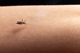 La enfermedad del dengue cada vez ms comn en Espana