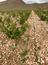 T�cnicos de Agricultura eval�an los da&ntilde;os producidos en los cultivos tras la �ltima tormenta de granizo