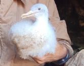 Medio Ambiente localiza en la Isla de las Palomas un caso excepcional de albinismo en un pollo de pardela cenicienta