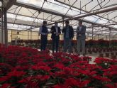 La Comunidad anima a comprar flor de pascua para ayudar al sector de la flor cortada y ornamental durante la campaña de Navidad